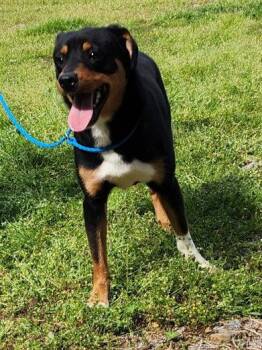 Australian Shepherd and Terrier Dogs Available for Adoption - 260345  Zeph | PetCurious