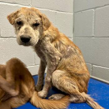 Rocket -  Chow Chow and Rottweiler Dog for Adoption in Livingston, Texas - Rocket | PetCurious