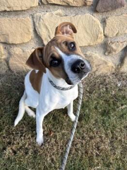 Rescue Boxer and Mixed Breed Dogs for Adoption in Fort Worth, Texas - Blossom | PetCurious