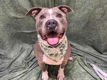 Mother -  Pit Bull Terrier Dog for Adoption in Portland, Oregon - Mother | PetCurious