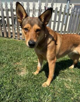 Clarice loves to play -  German Shepherd Dog Dog for Adoption in Metairie, Louisiana - Clarice Loves To Play | PetCurious