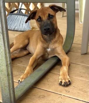 Max -  Mixed Breed Dog for Adoption in Lake Ronkonkoma, New York - Max | PetCurious
