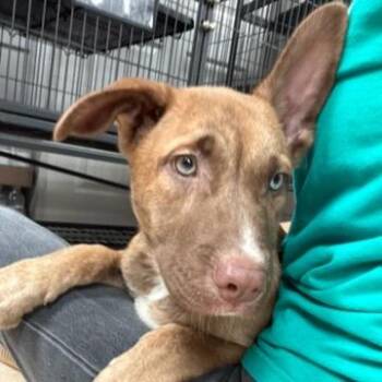 Gatsby -  Husky and Shepherd Dog for Adoption in Lakeland, Florida - Gatsby | PetCurious