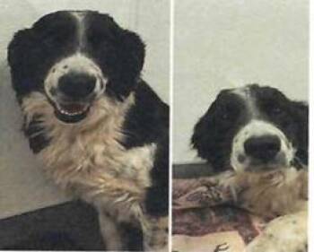Rescue Border Collie and Mixed Breed Dogs for Adoption in Pahrump, Nevada - Oakley (Emmitt) (Emily) ( A115282) | PetCurious
