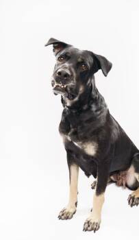 Mixed Breed Dogs Available for Adoption - Lorelai | PetCurious