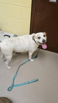 Australian Cattle Dog Blue Heeler Dogs Available for Adoption - Patches | PetCurious