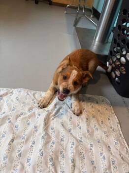 Shetland Sheepdog Sheltie and Australian Cattle Dog Blue Heeler Dogs Available for Adoption in Ashland, Wisconsin - SH2 Azriel | PetCurious