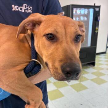 DeDe -  Mixed Breed Dog for Adoption in Philadelphia, Pennsylvania - DeDe | PetCurious