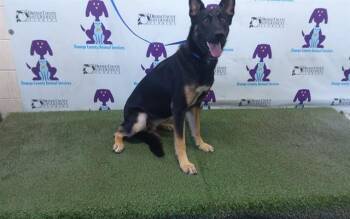 MALIBU -  German Shepherd Dog Dog for Adoption in Orlando, Florida - MALIBU | PetCurious