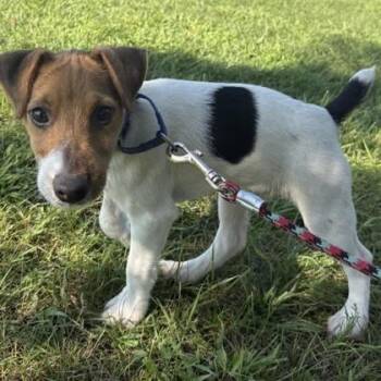 Ben -  Parson Russell Terrier and Mixed Breed Dog for Adoption in Janesville, Wisconsin - Ben | PetCurious