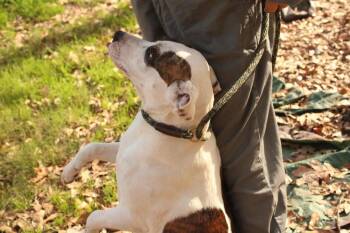 American Bulldog Dogs Available for Adoption in New Bedford, Massachusetts - Finley | PetCurious