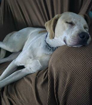 Charlie -  Yellow Labrador Retriever and Coonhound Dog for Adoption in Spring Hill, Tennessee - Charlie | PetCurious