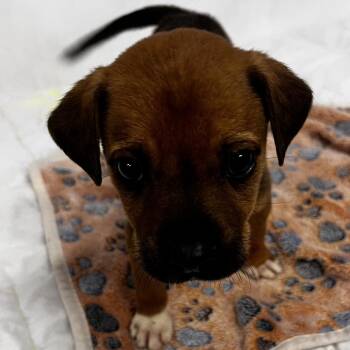 Cannoli -  Mixed Breed Dog for Adoption in Tulsa, Oklahoma - Cannoli | PetCurious