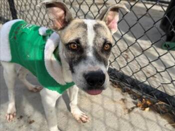 Pit Bull Terrier and Mixed Breed Dogs Available for Adoption in Tulsa, Oklahoma - LAMB CHOP | PetCurious