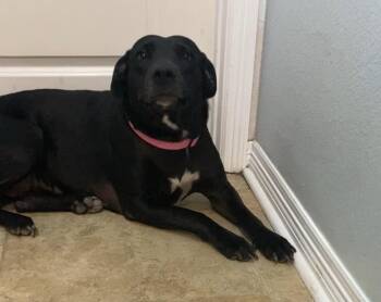 Rescue Black Labrador Retriever Dogs for Adoption in Plano, Texas - Faith | PetCurious