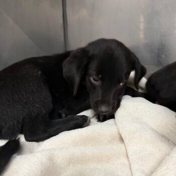 Chad -  Black Labrador Retriever and Mixed Breed Dog for Adoption in Parrish, Alabama - Chad | PetCurious