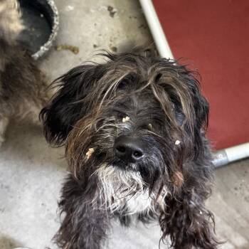 Ferb -  Terrier and Mixed Breed Dog for Adoption in Evensville, Tennessee - Ferb | PetCurious
