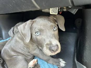 A386000 -  Pit Bull Terrier and Mixed Breed Dog for Adoption in Ocala, Florida - A386000 | PetCurious