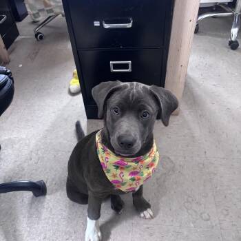 Violet -  Labrador Retriever Dog for Adoption in Marion, North Carolina - Violet | PetCurious