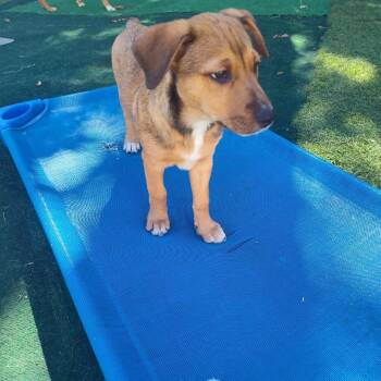 Myna -  Hound and Mixed Breed Dog for Adoption in Shorewood, Illinois - Myna | PetCurious