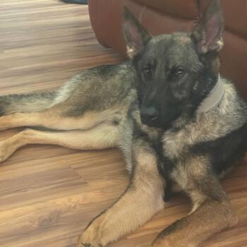 German Shepherd Dog Dogs Available for Adoption in Polk, Ohio - Ghost | PetCurious