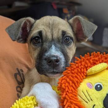 1012 (2026) Bunny -  Shepherd and Mixed Breed Dog for Adoption in Parker, Colorado - 1012 (2026) Bunny | PetCurious