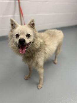 PIPO -  Pomeranian and Mixed Breed Dog for Adoption in St. Cloud, Florida - PIPO | PetCurious