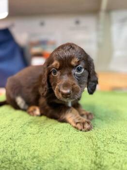 Chevelle -  Dachshund and Beagle Dog Available for Adoption in Lovingston, Virginia - Chevelle | PetCurious