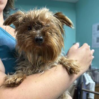 Zippy -  Yorkshire Terrier Dog for Adoption in Cleveland, Tennessee - Zippy | PetCurious
