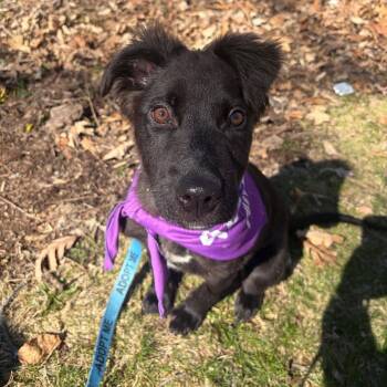 Mixed Breed Dogs Available for Adoption in Dekalb, Illinois - Meatball | PetCurious