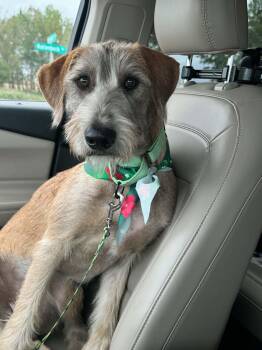 Billy -  Goldendoodle and Great Dane Dog for Adoption in Dysart, Iowa - Billy | PetCurious