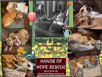 Rescue Chihuahua Dogs for Adoption in Great Bend, Kansas - Milley And Gladys | PetCurious