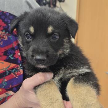 German Shepherd Dog Dogs Available for Adoption in Tawas City, Michigan - Duke 26-120 | PetCurious