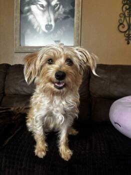 Louise -  Terrier and Mixed Breed Dog for Adoption in Henderson, Nevada - Louise | PetCurious