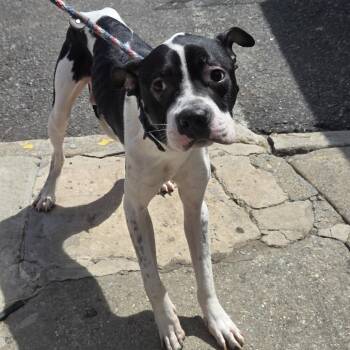 Pit Bull Terrier Dogs Available for Adoption in Newark, New Jersey - Ace | PetCurious