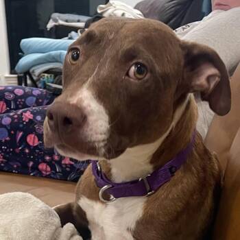Paint by Numbers -  Pit Bull Terrier and Mixed Breed Dog for Adoption in Austin, Texas - Paint By Numbers | PetCurious
