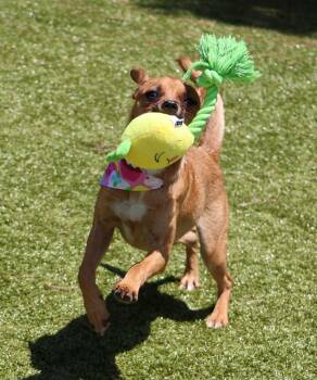 Ginny Athens -  Chihuahua Dog for Adoption in Rockaway, New Jersey - Ginny Athens | PetCurious