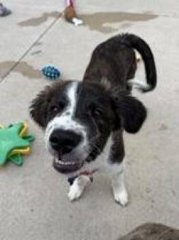 Curly -  Mixed Breed Dog Available for Adoption in Manitowoc, Wisconsin - Curly | PetCurious