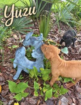 Yuzu -  American Bulldog Dog for Adoption in Lakeland, Florida - Yuzu | PetCurious