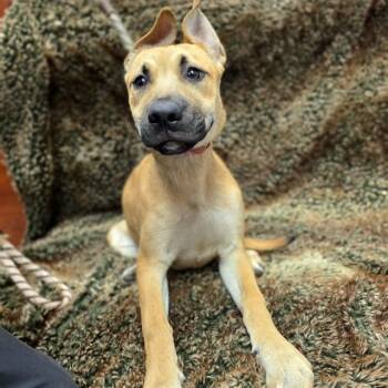 PASHMINA -  Mastiff and Mixed Breed Dog for Adoption in Long Beach, California - PASHMINA | PetCurious