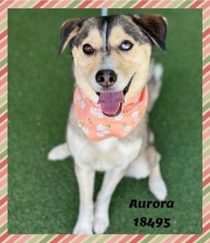 Siberian Husky and German Shepherd Dog Dogs Available for Adoption in Marietta, Georgia - AURORA | PetCurious