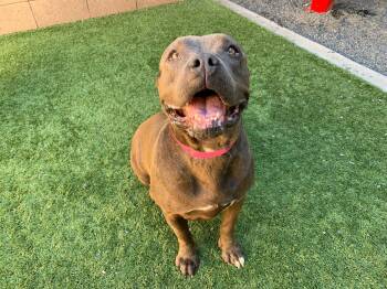 Kimmy -  Pit Bull Terrier Dog for Adoption in San Diego, California - Kimmy | PetCurious