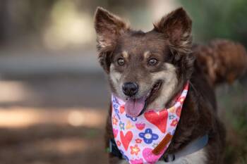 Collie Dogs Available for Adoption - Galleta | PetCurious