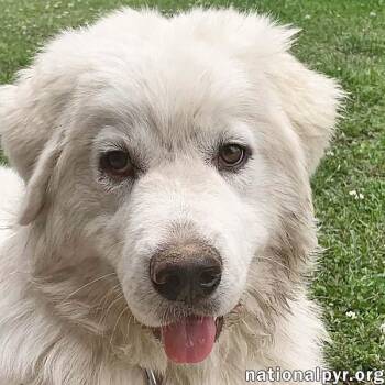 Skye in KY - Pyr Grace & Playful Spark -  Great Pyrenees Dog for Adoption in Beacon, New York - Skye In KY - Pyr Grace & Playful Spark | PetCurious