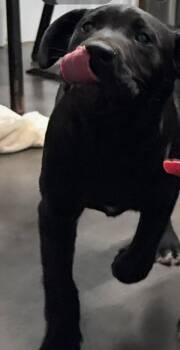 Black Labrador Retriever Dogs Available for Adoption - Hoppy | PetCurious