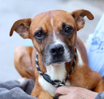 Rupert (AO37325) -  Terrier Dog for Adoption in Kansas City, Kansas - Rupert (AO37325) | PetCurious