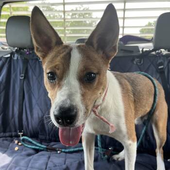 Mixed Breed and Cattle Dog Dogs Available for Adoption in Lake Jackson, Texas - Trout | PetCurious