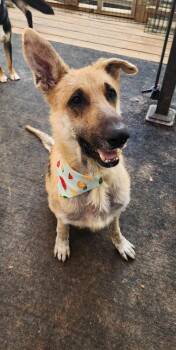 Max -  German Shepherd Dog Dog for Adoption in Mcminnville, Tennessee - Max | PetCurious