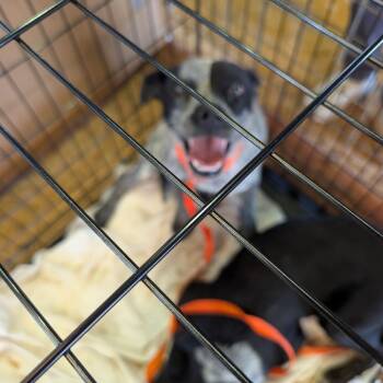 Electropop -  Australian Cattle Dog Blue Heeler and Terrier Dog for Adoption in Austin, Texas - Electropop | PetCurious