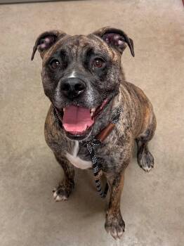 Rescue American Bulldog Dogs for Adoption in Mason City, Iowa - Kahlo | PetCurious